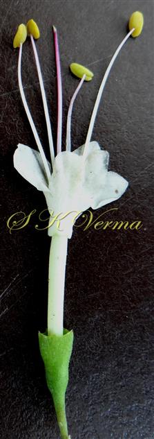   Flower